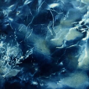 Seaweed cyanotypes